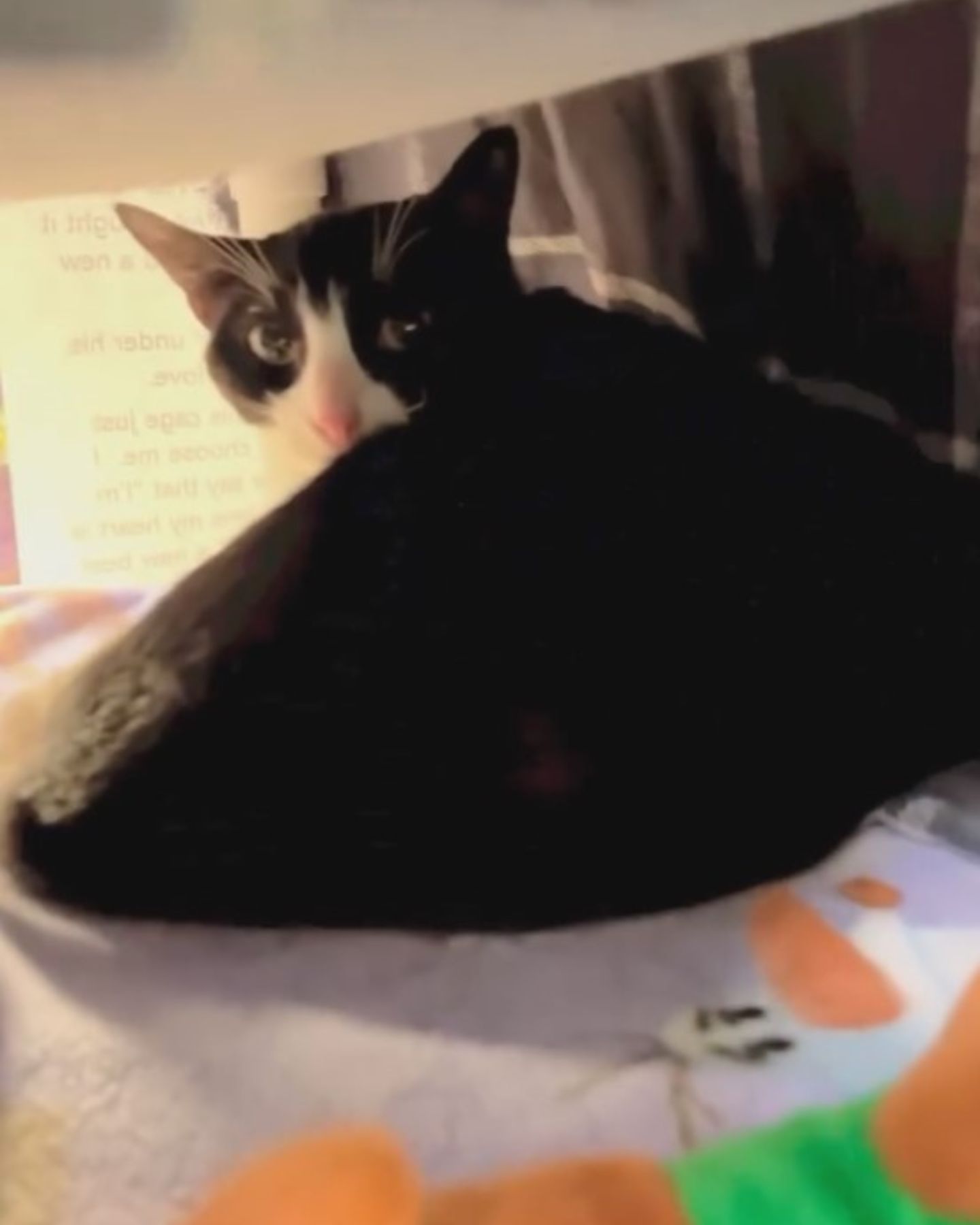 cat looking back
