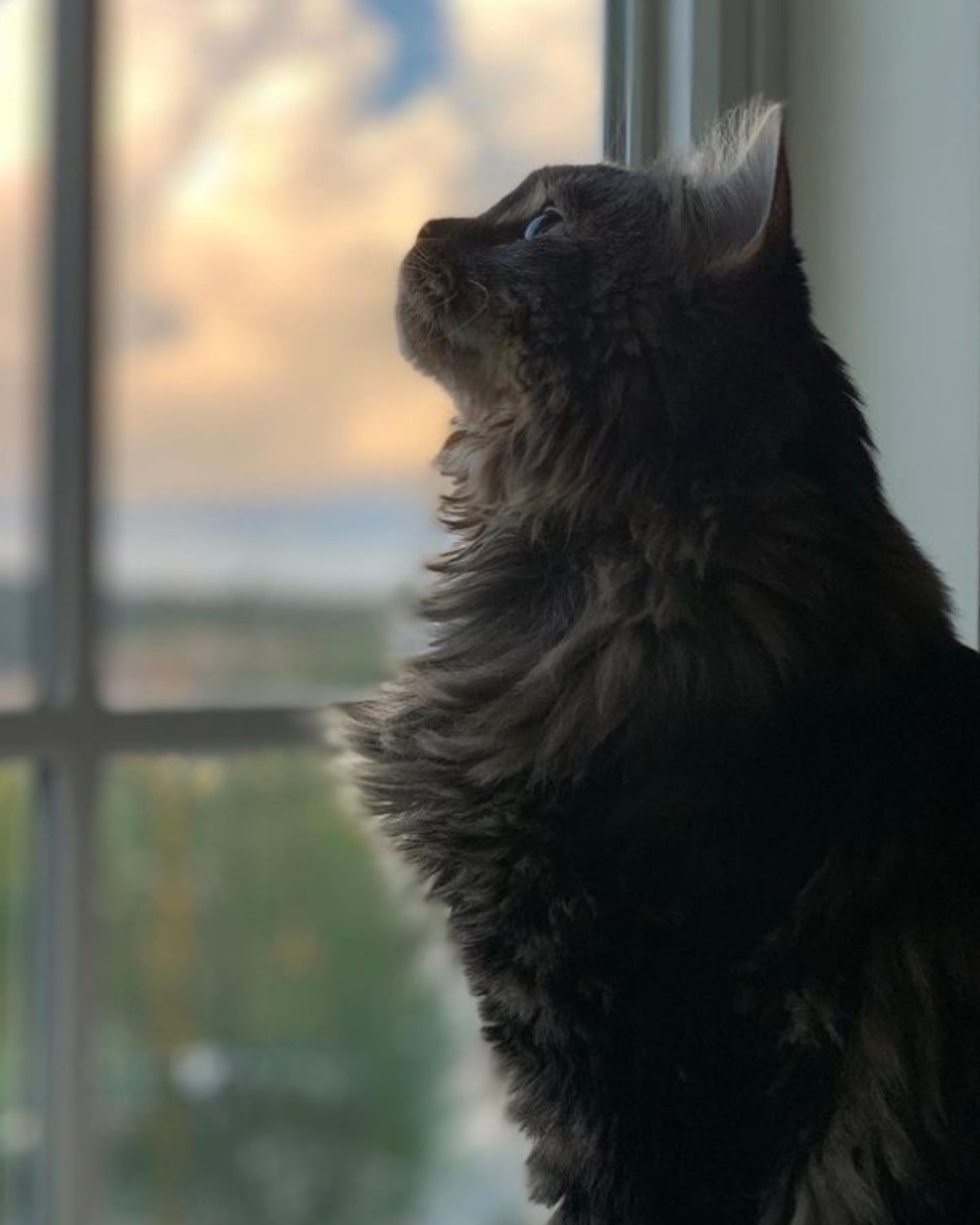 cat looking out the window