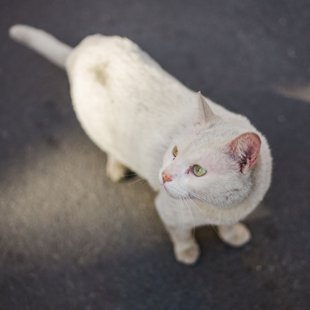 cat looking to the side
