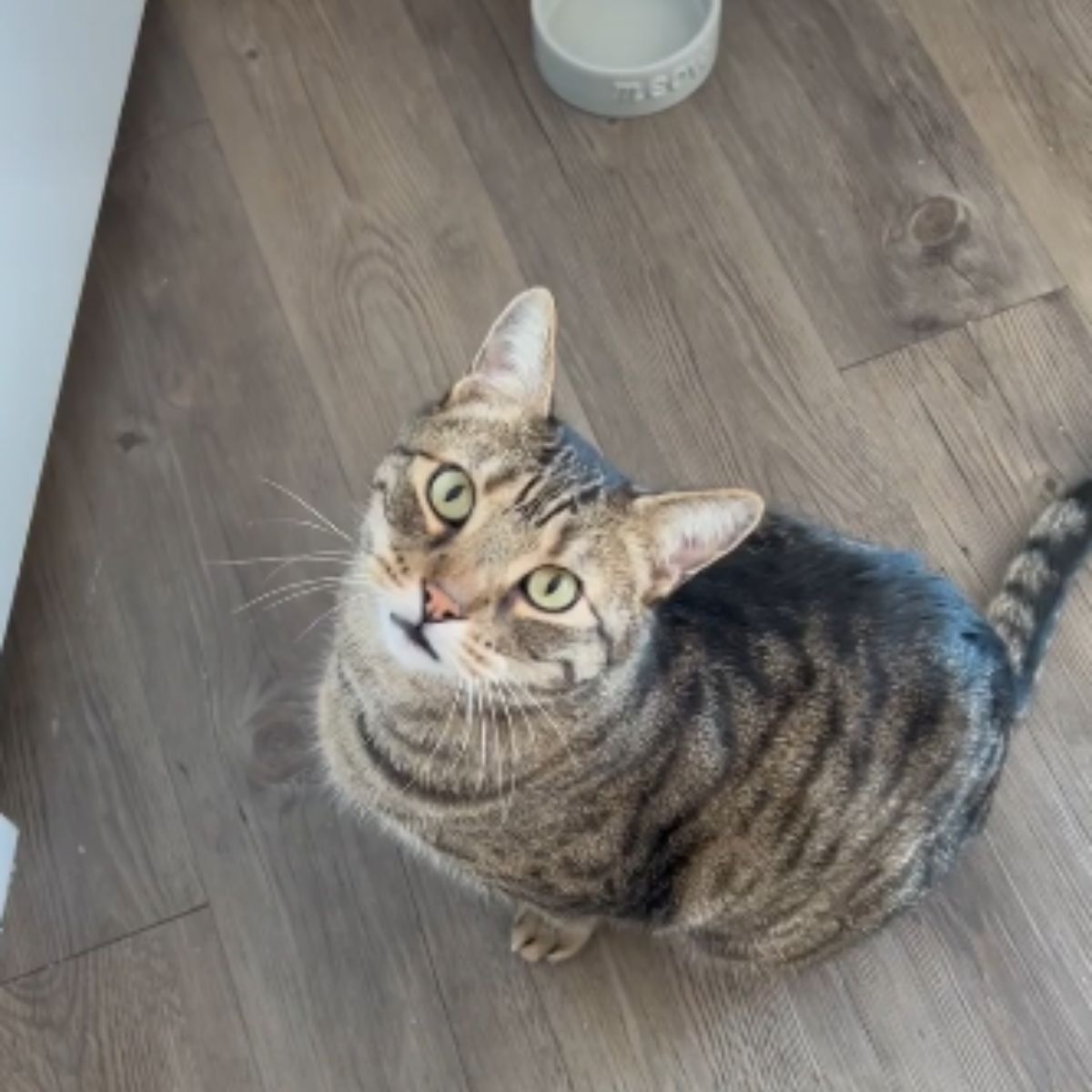 cat looking up