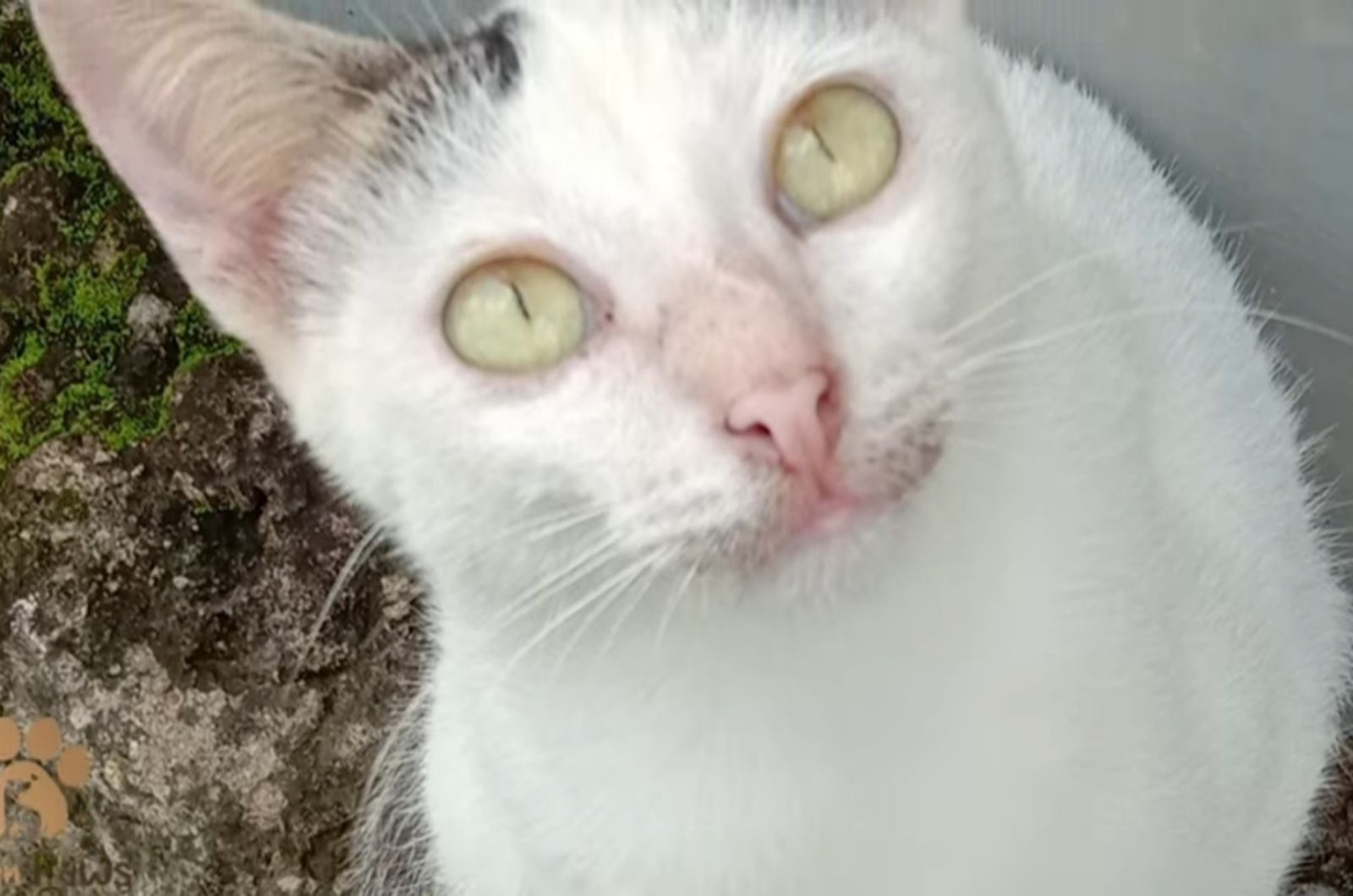 cat looking up
