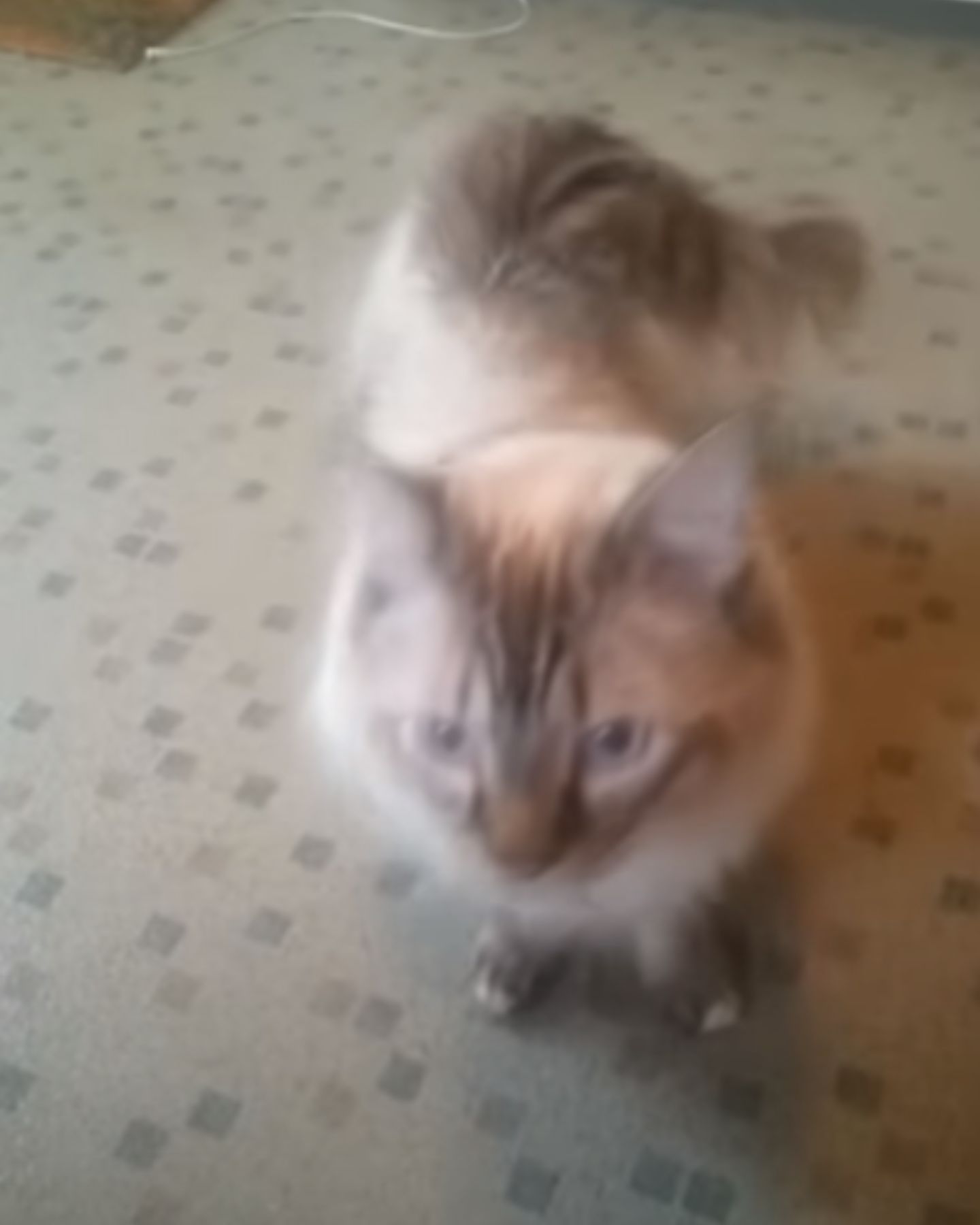 cat looking up
