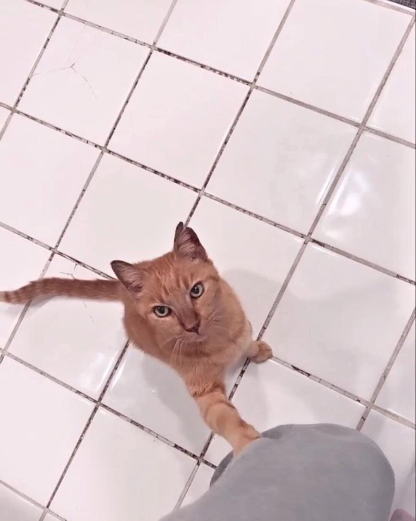 cat looking up at owner