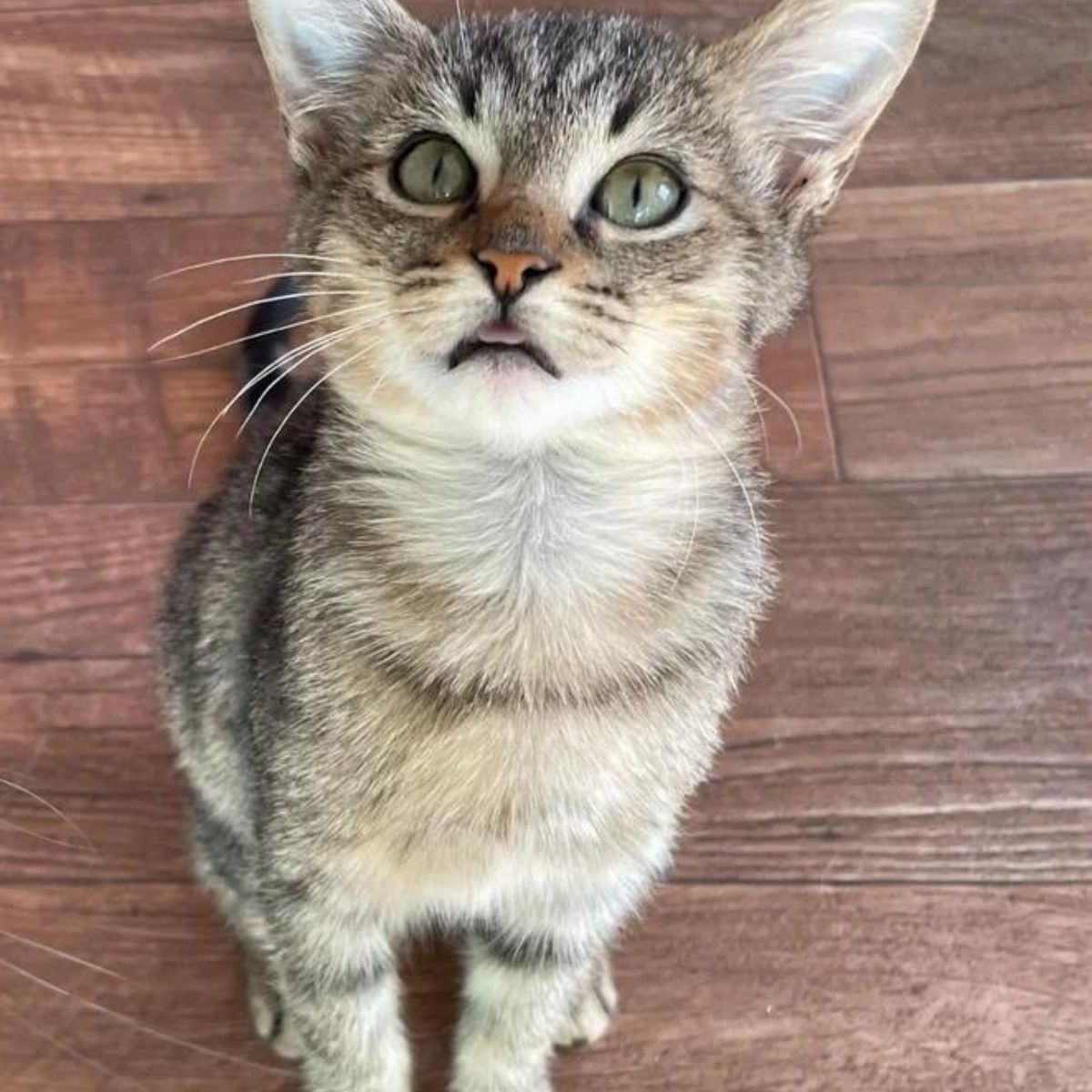 cat looking up