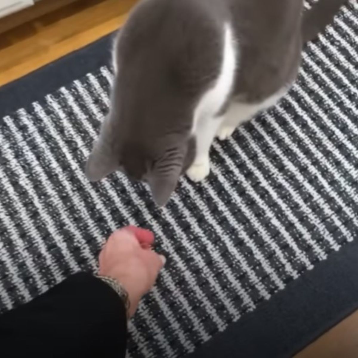 cat looks at hand