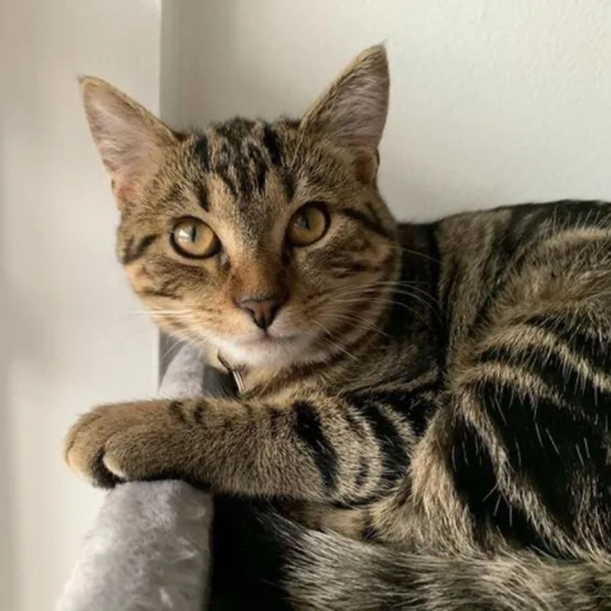 cat lying