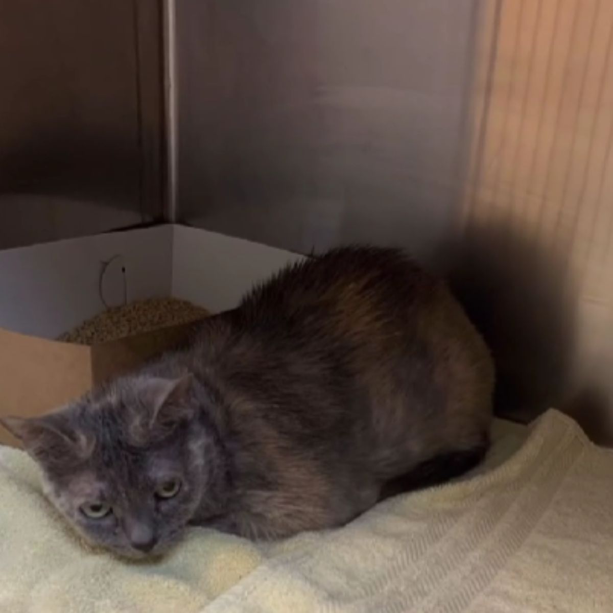 cat lying at shelter