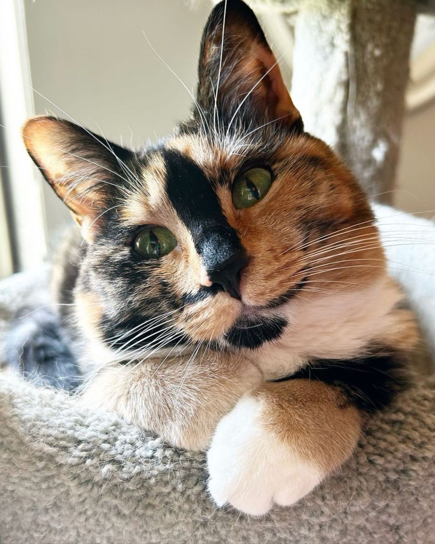 cat lying down