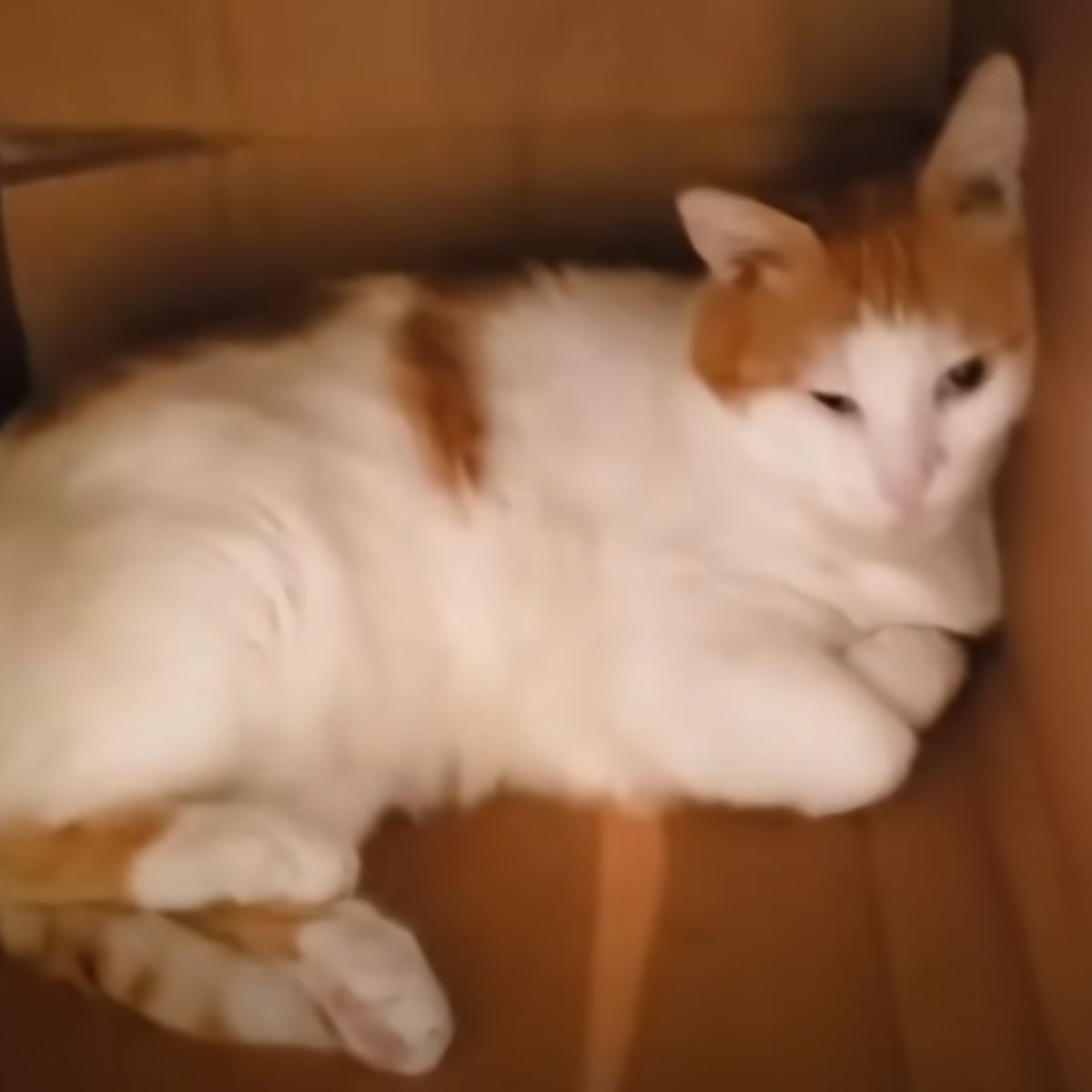 cat lying down