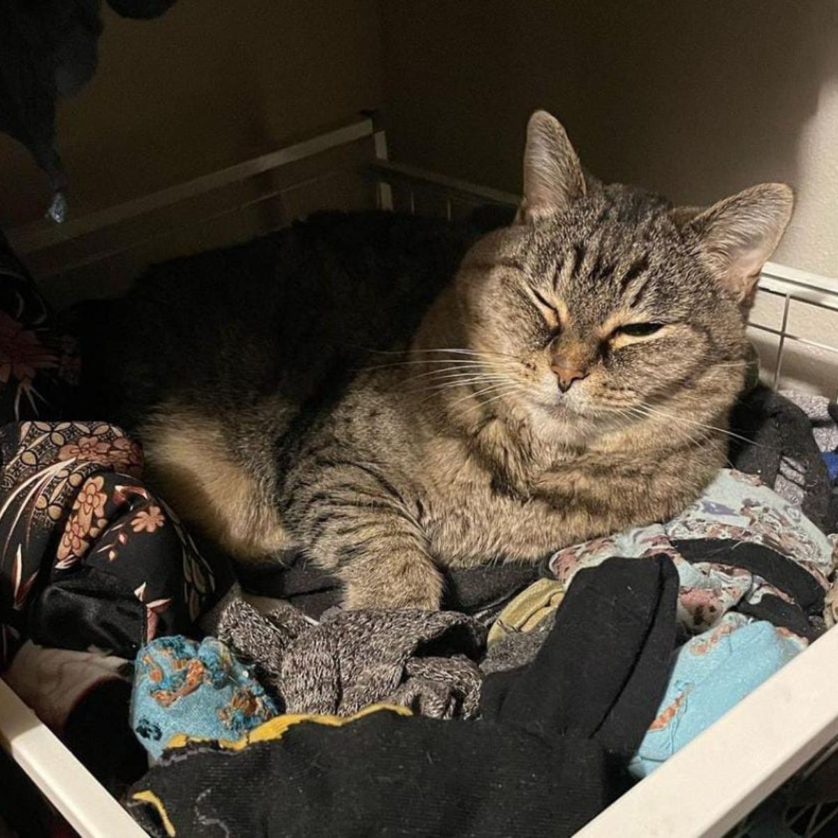 cat lying in a basket