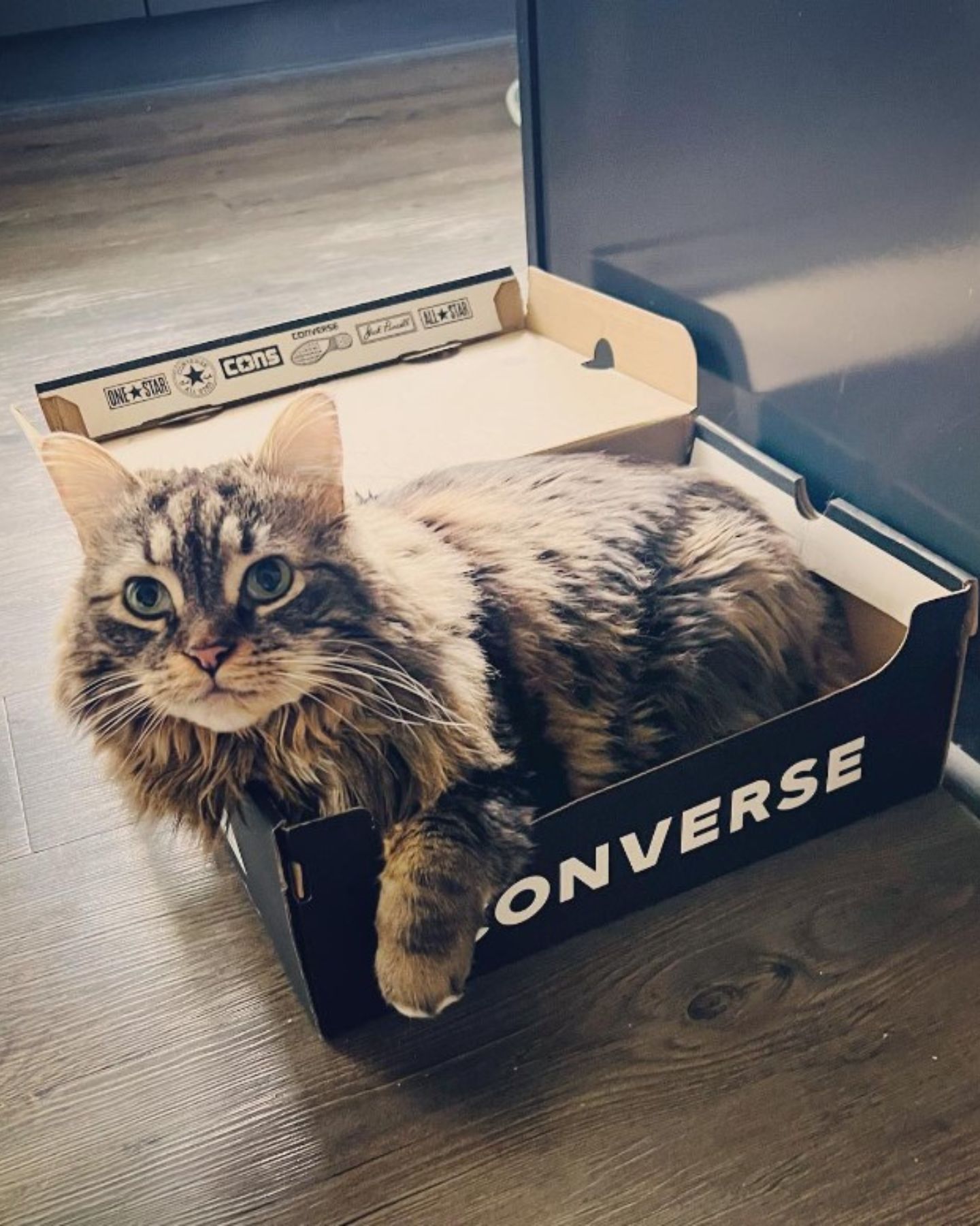 cat lying in a box
