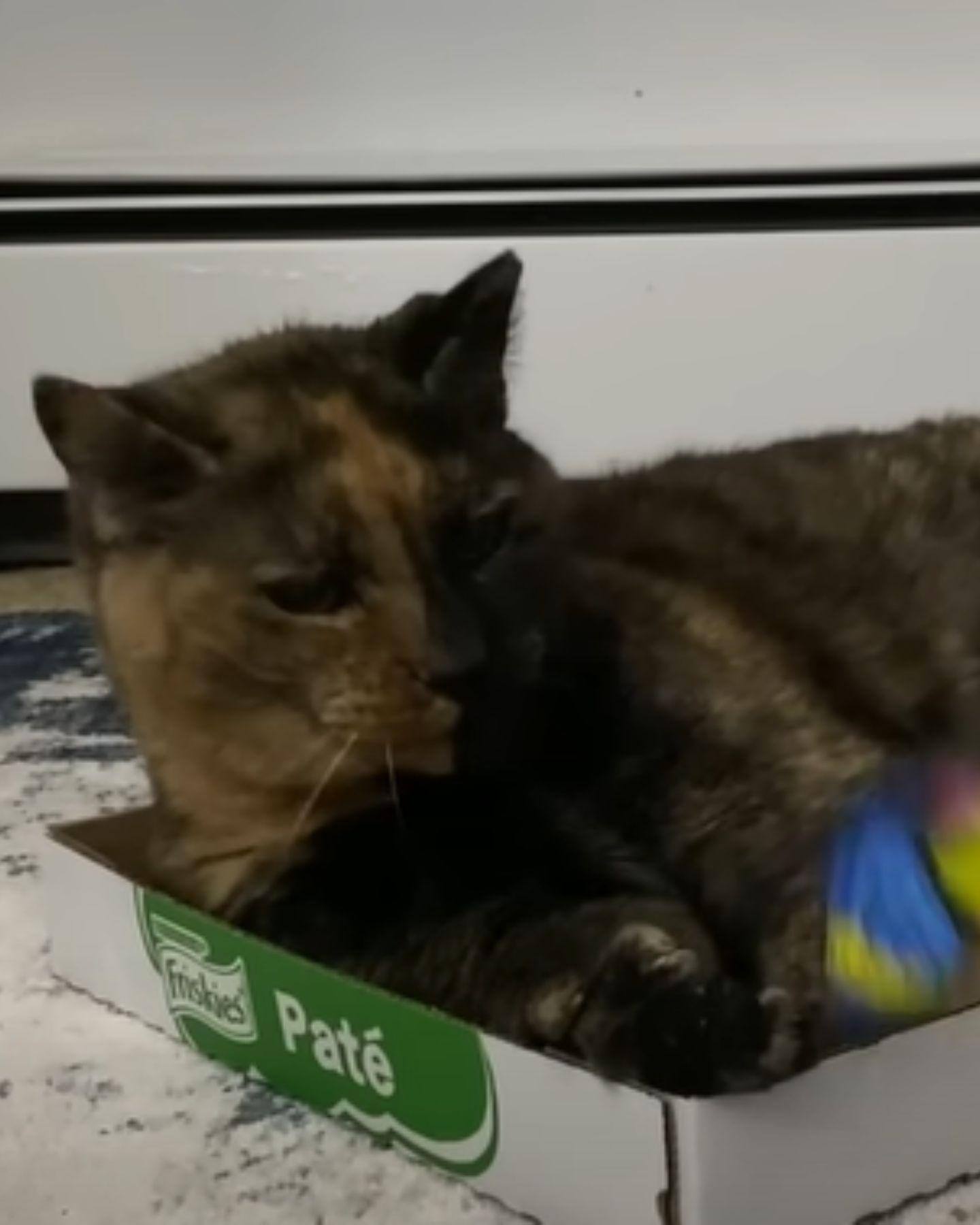 cat lying in a box