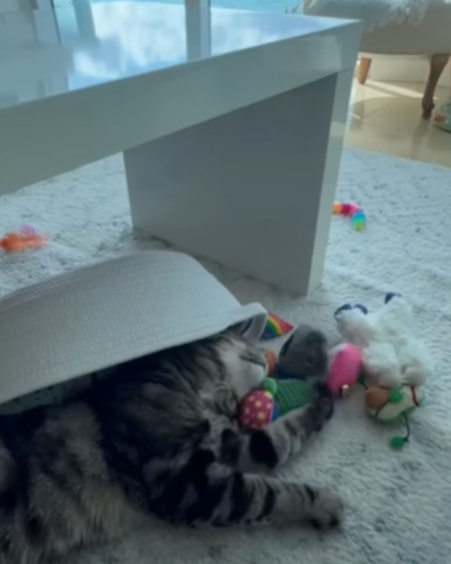 cat lying in a pile of toys