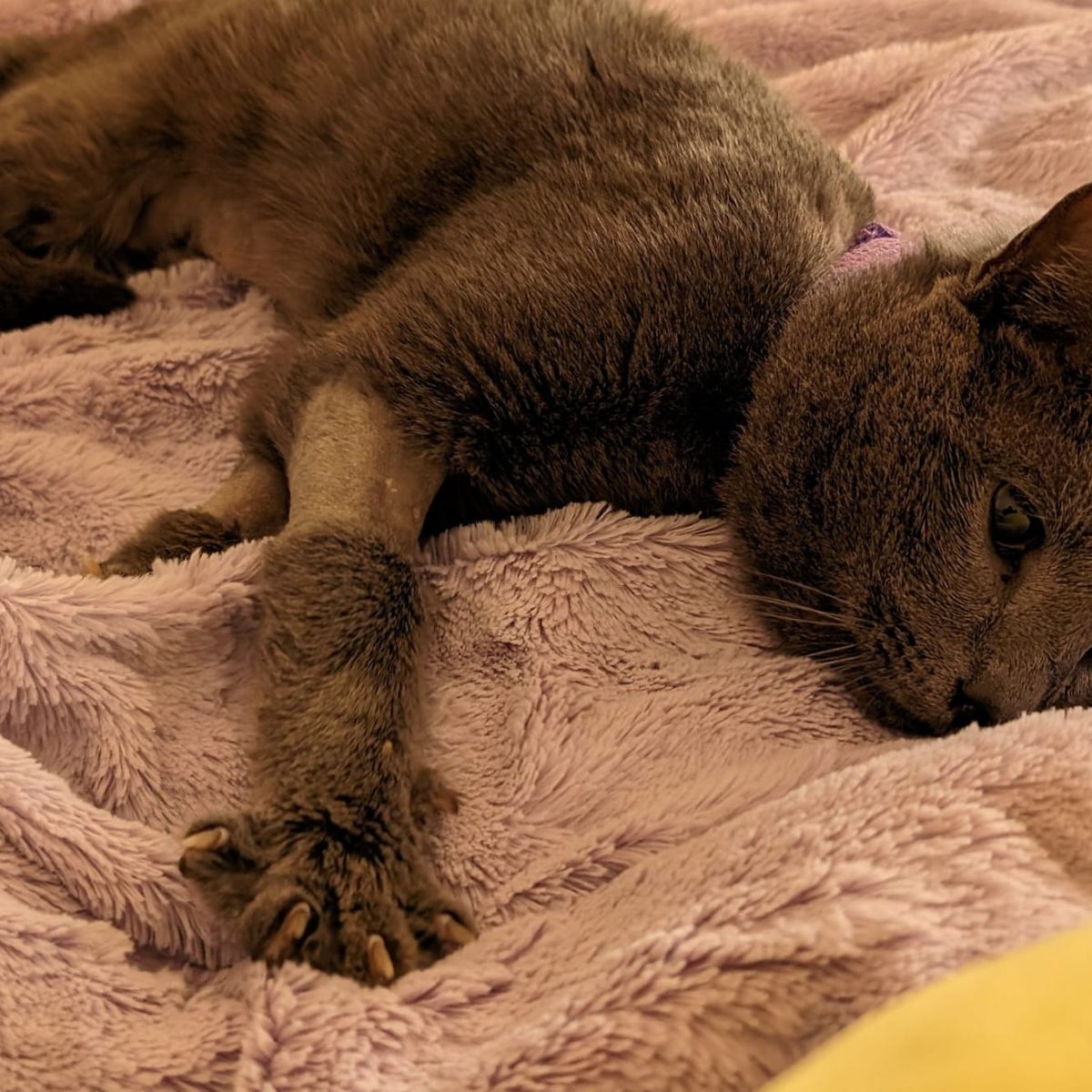 cat lying in bed