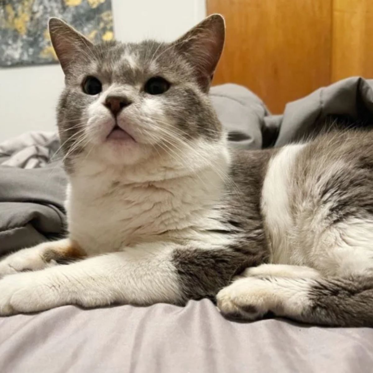 cat lying in bed