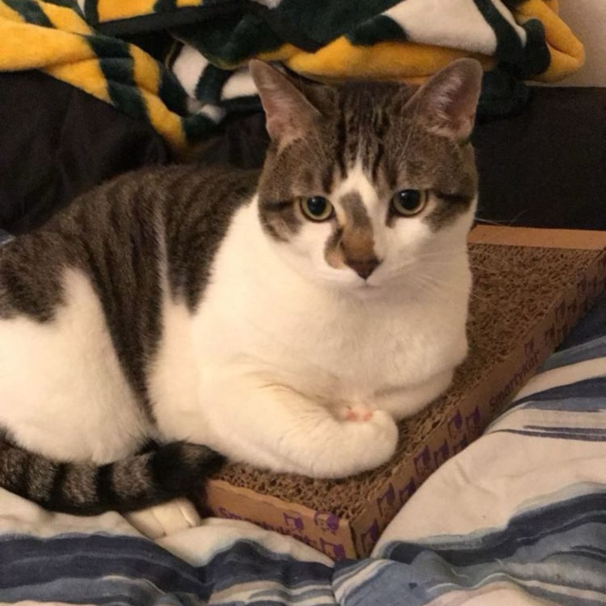 cat lying in bed