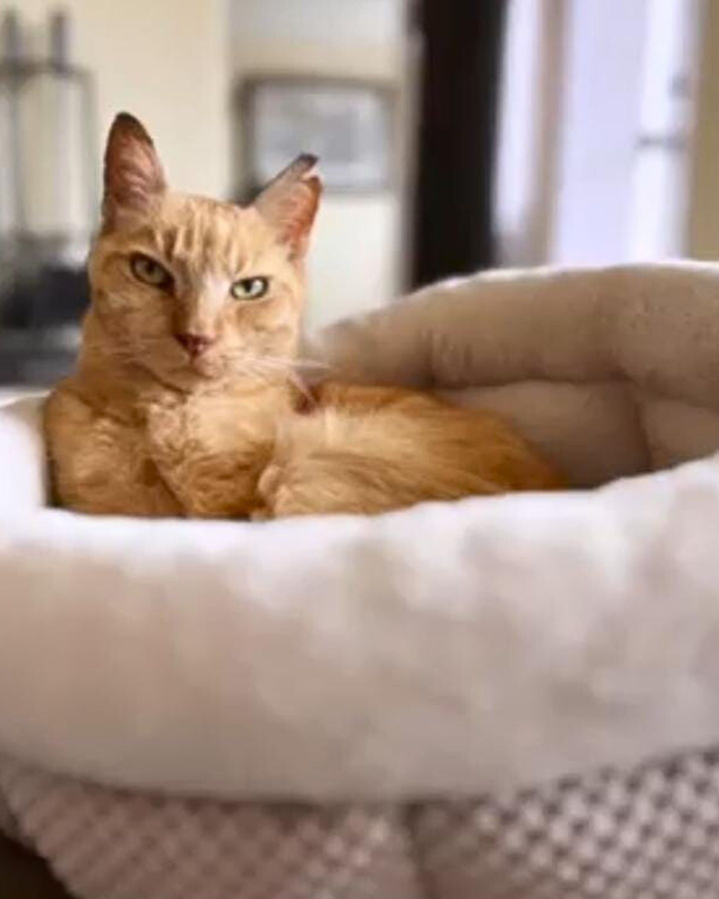 cat lying in bed