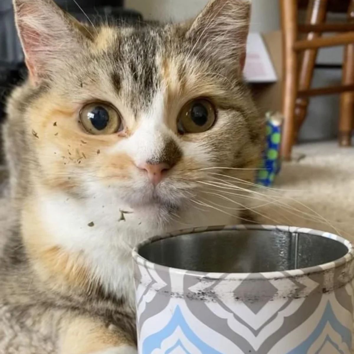 cat lying next to a bowl