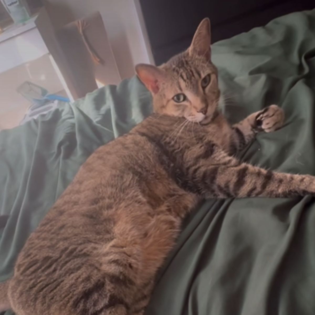 cat lying on a bed