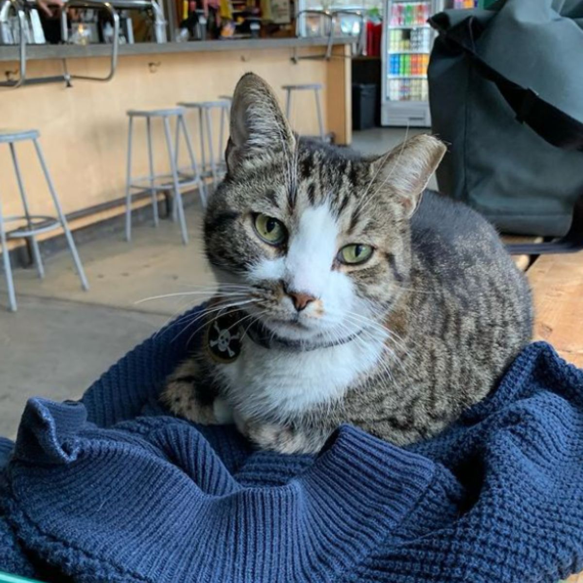 cat lying on a blanket