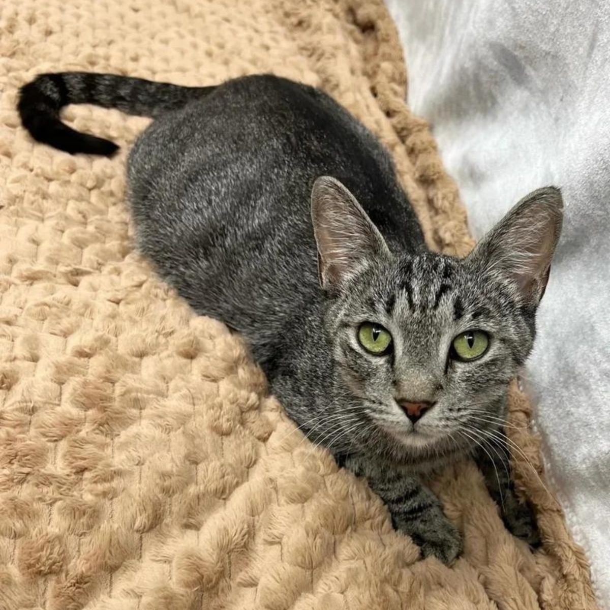 cat lying on a brown blanket