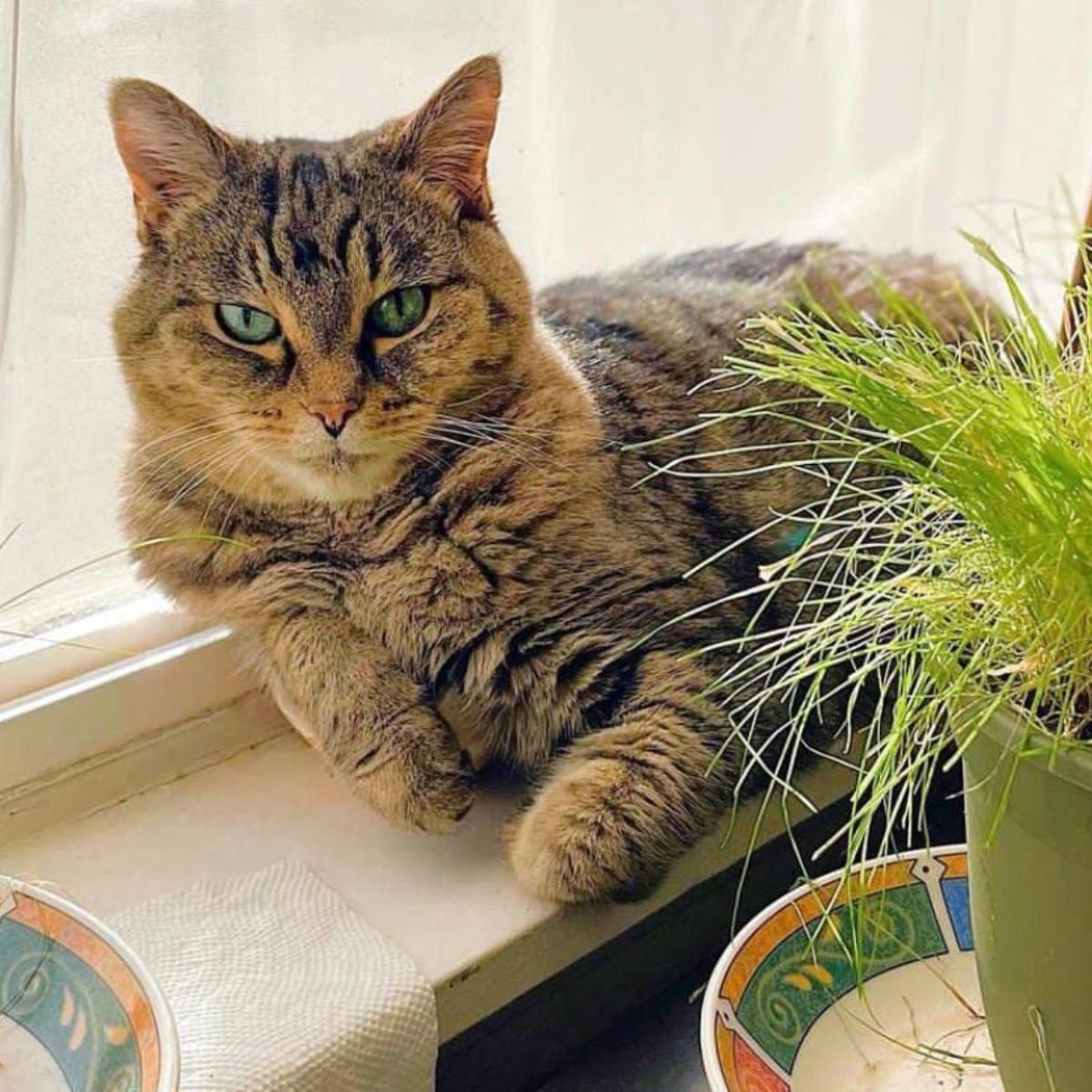 cat lying on a window sill