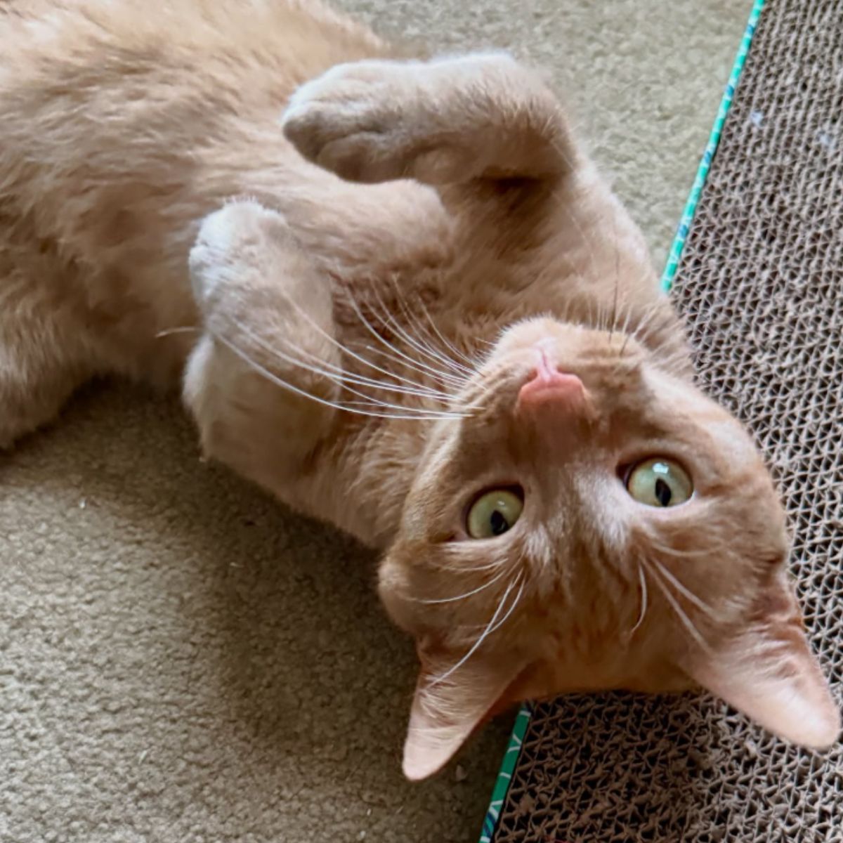 cat lying on back with legs in the air