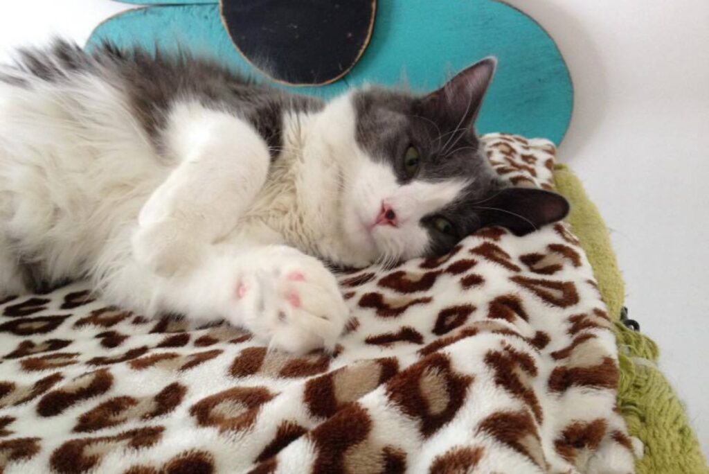 cat lying on bed