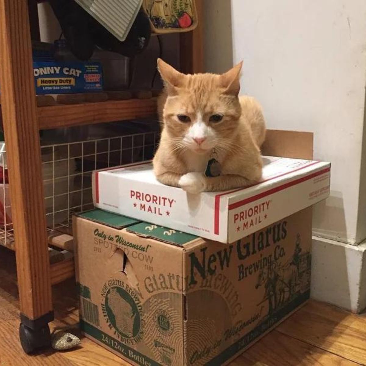 cat lying on boxes