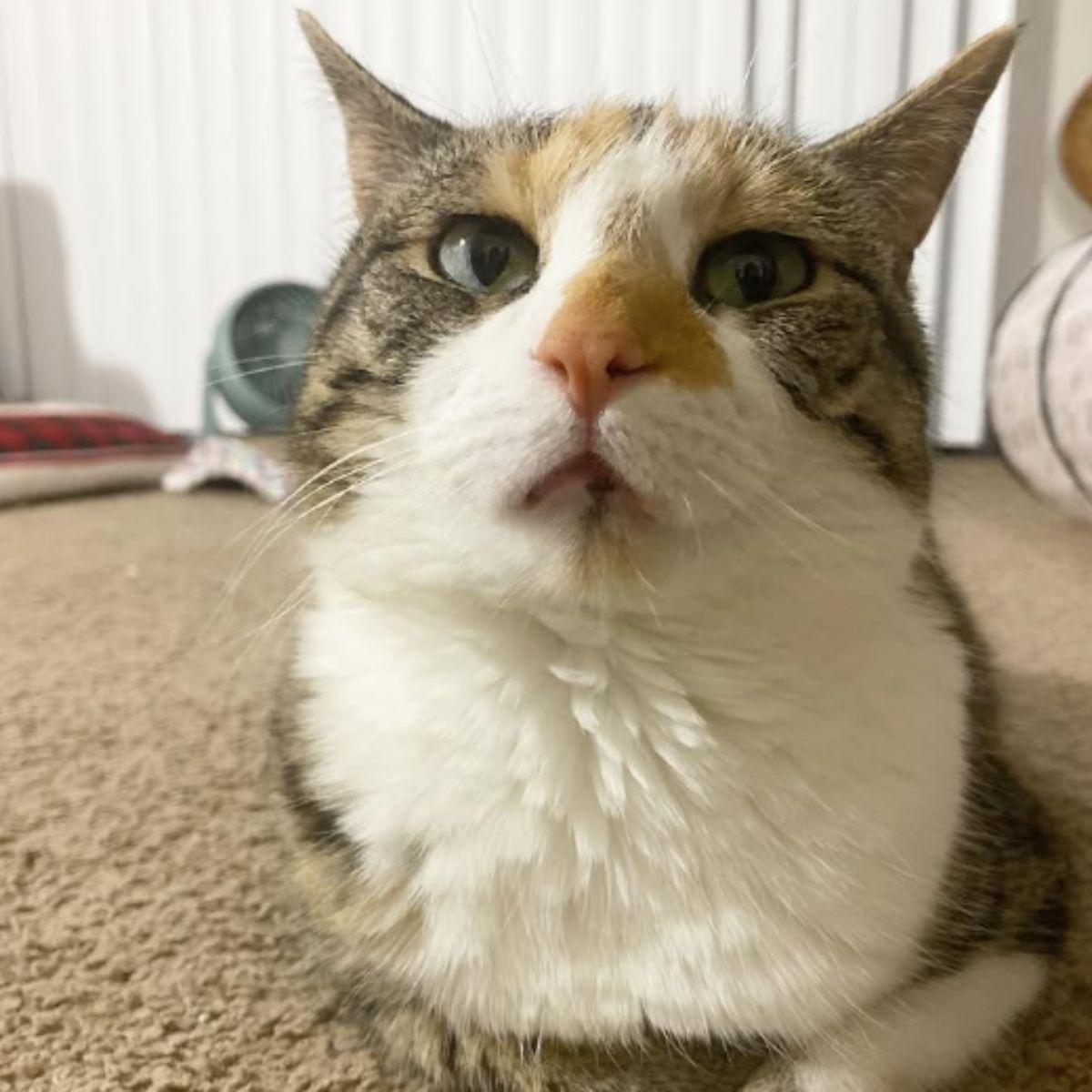 cat lying on carpet