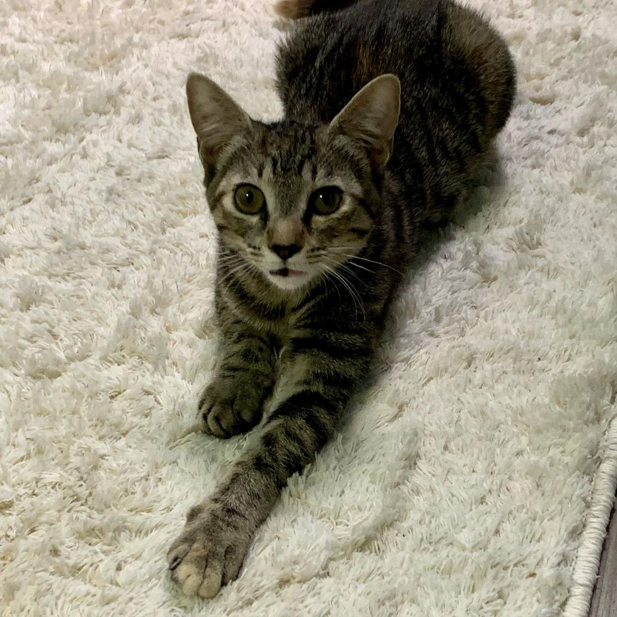 cat lying on carpet