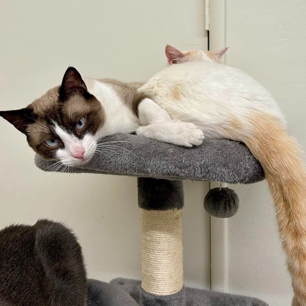 cat lying on cat tree