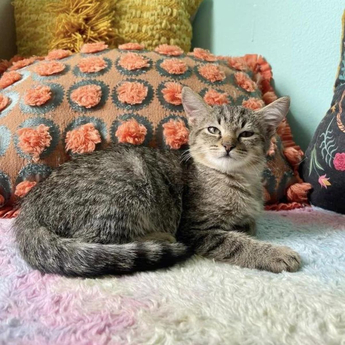 cat lying on couch