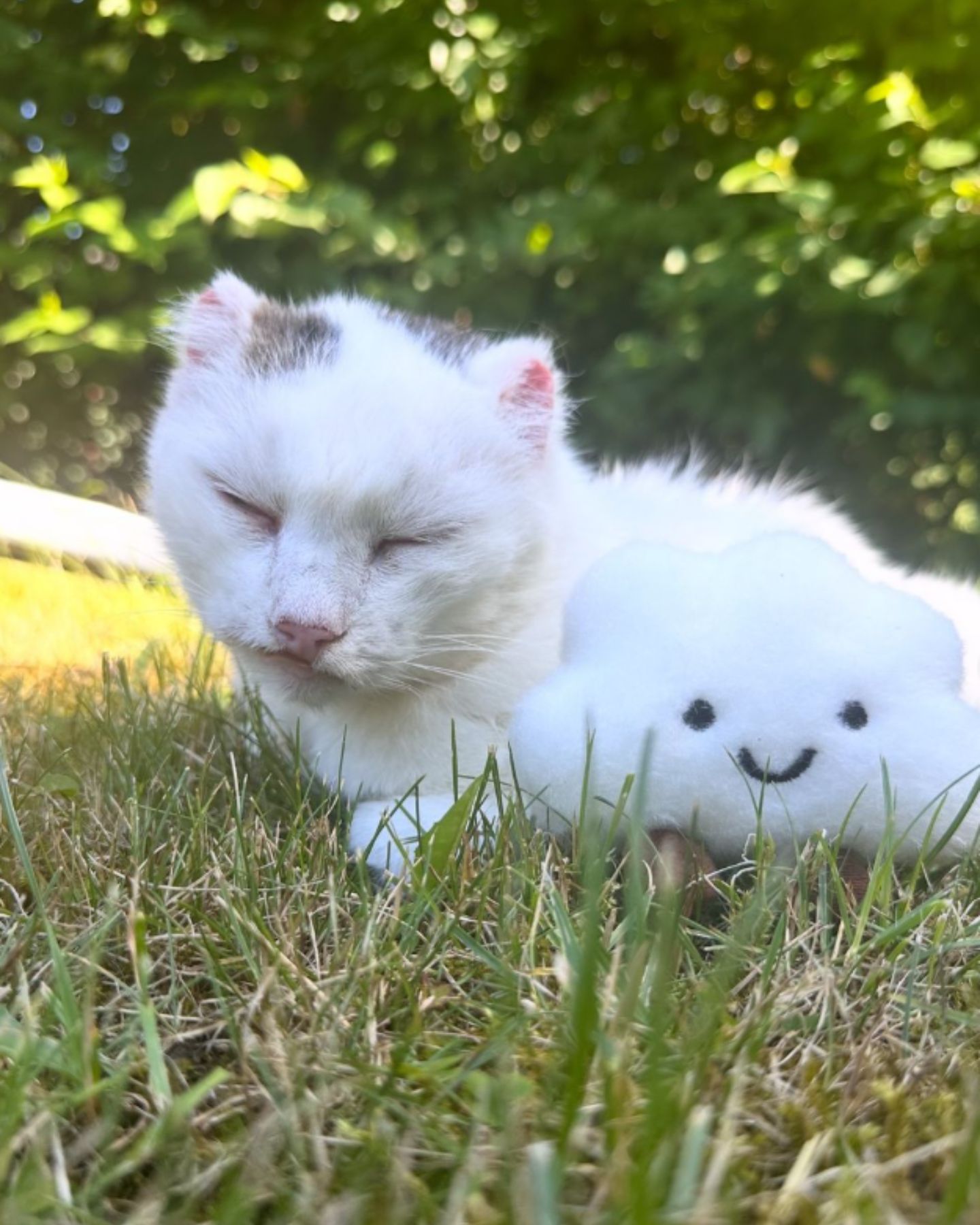 cat lying on grass