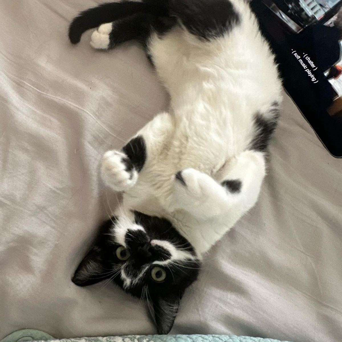 cat lying on its back