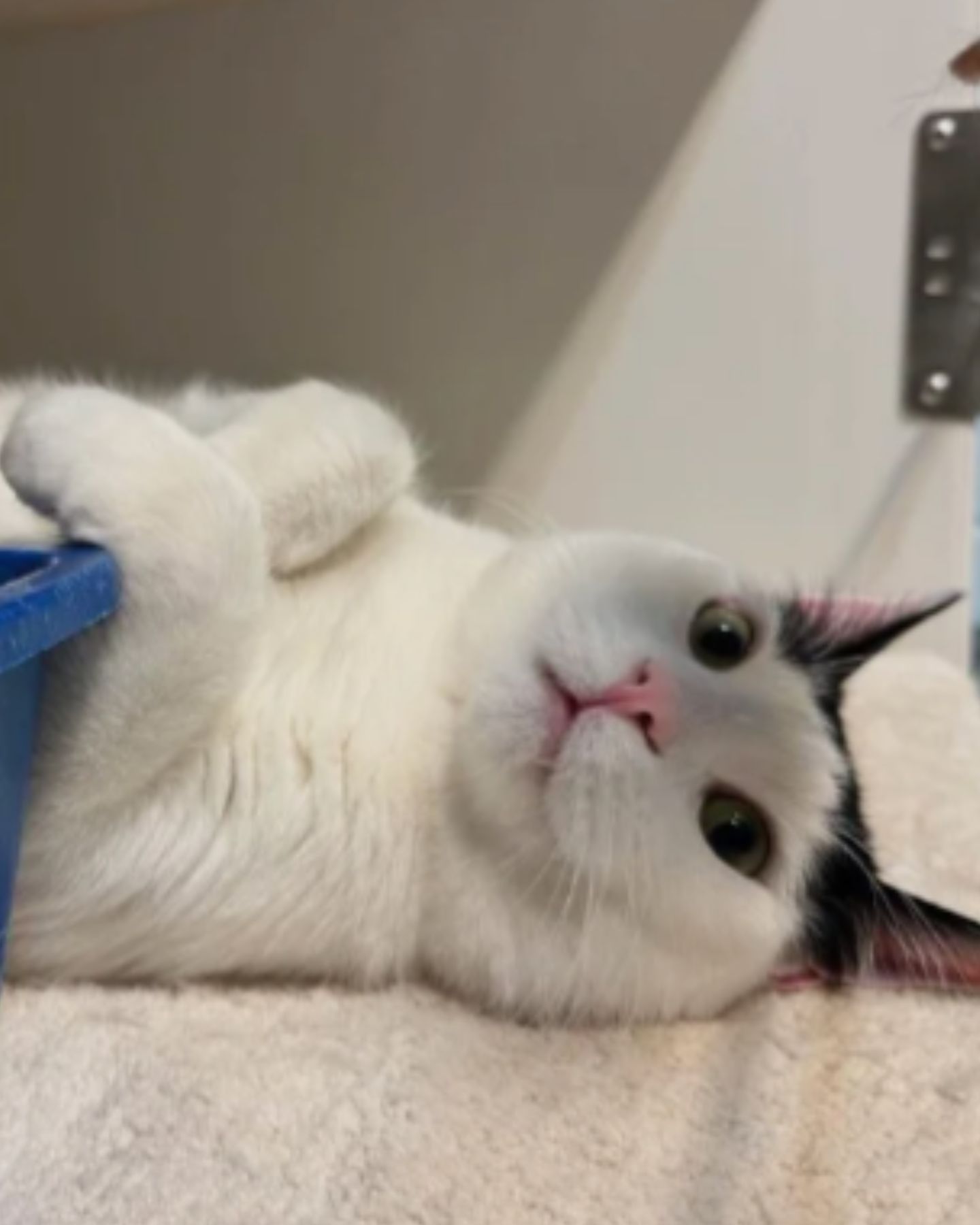 cat lying on its back