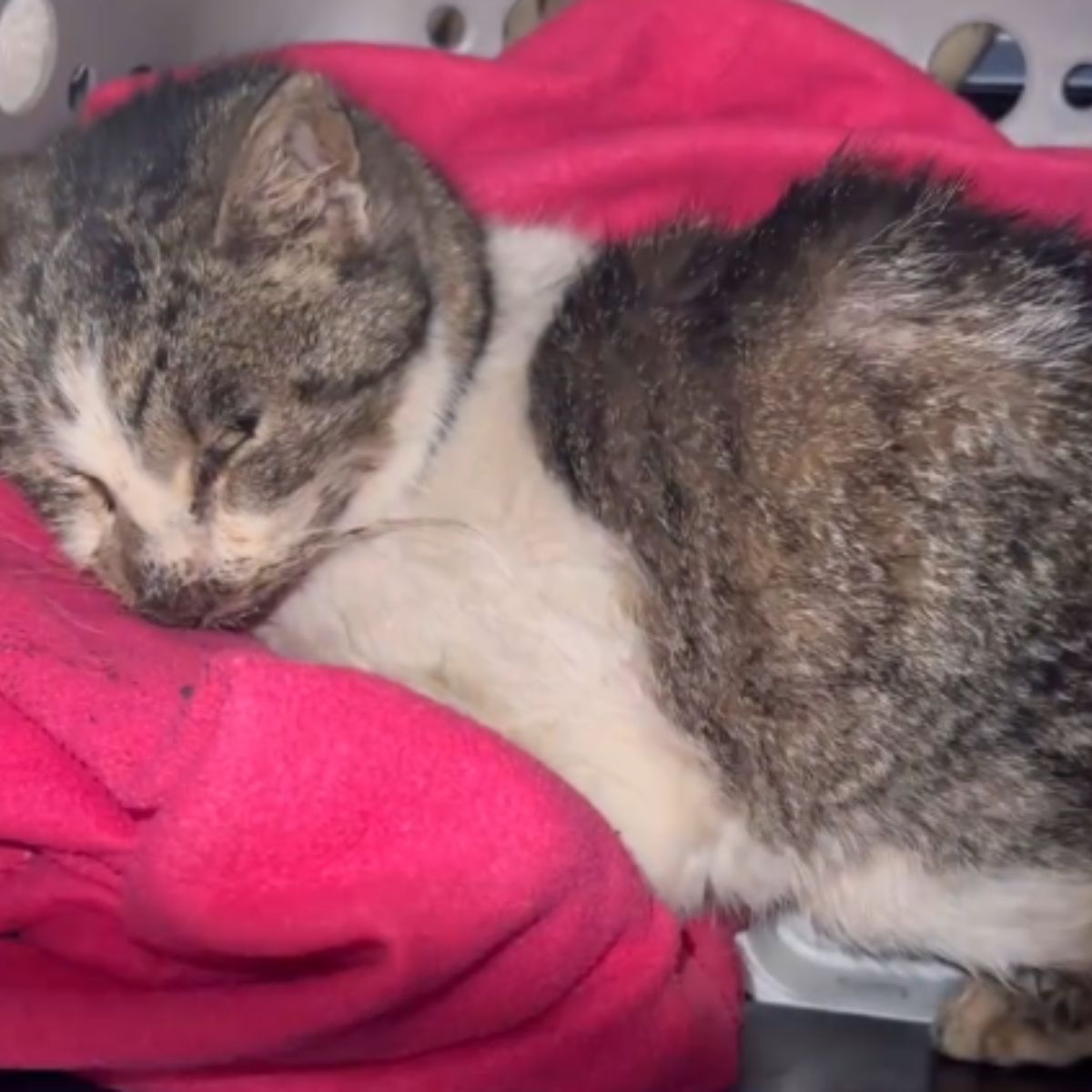 cat lying on pink towel