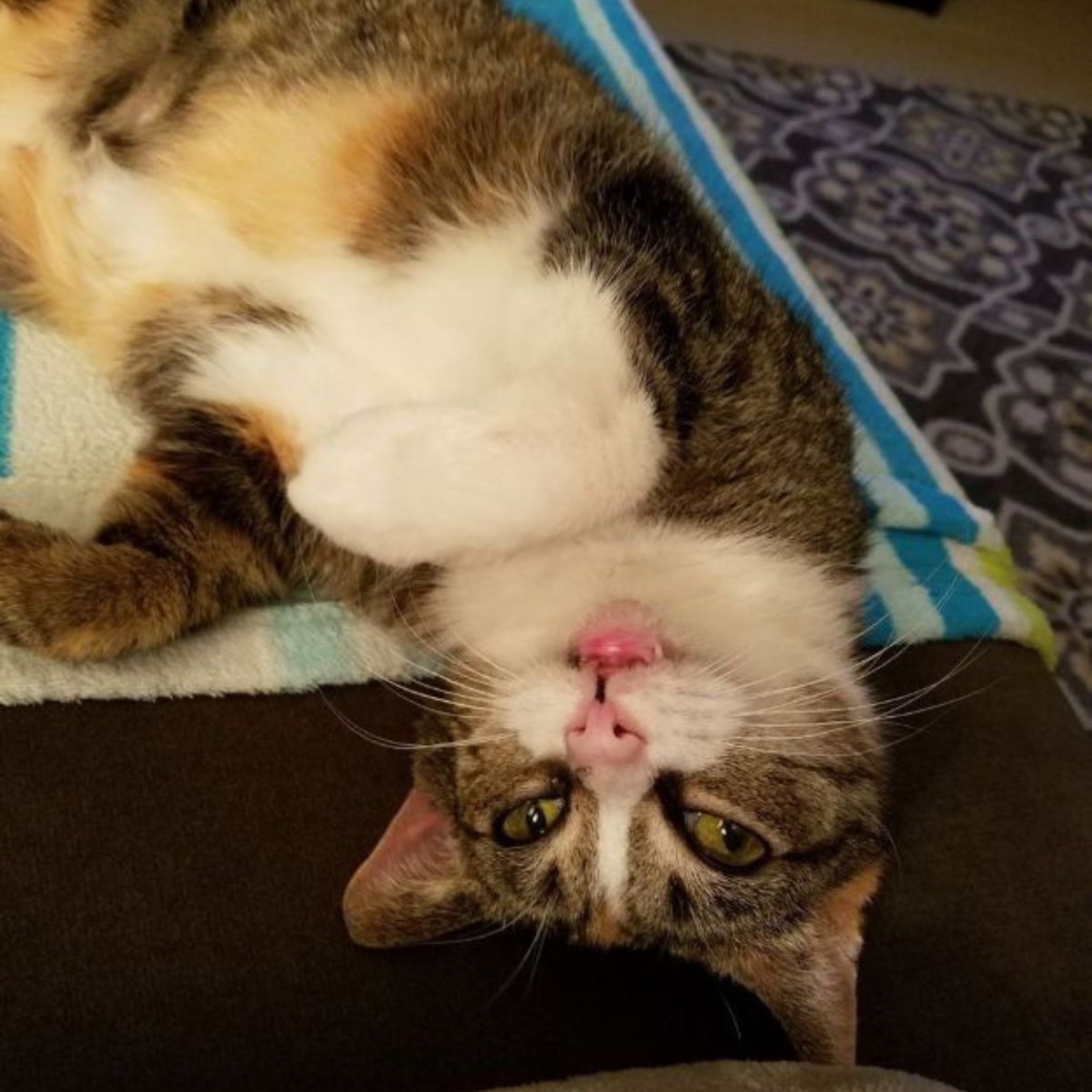 cat lying upside down