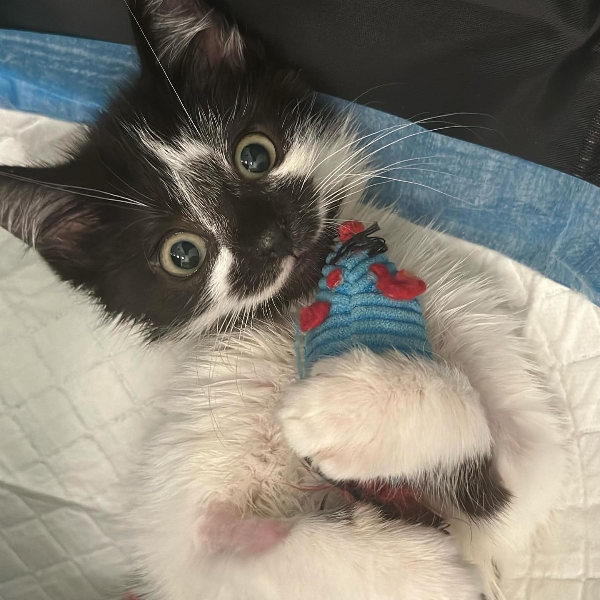 cat lying with a toy