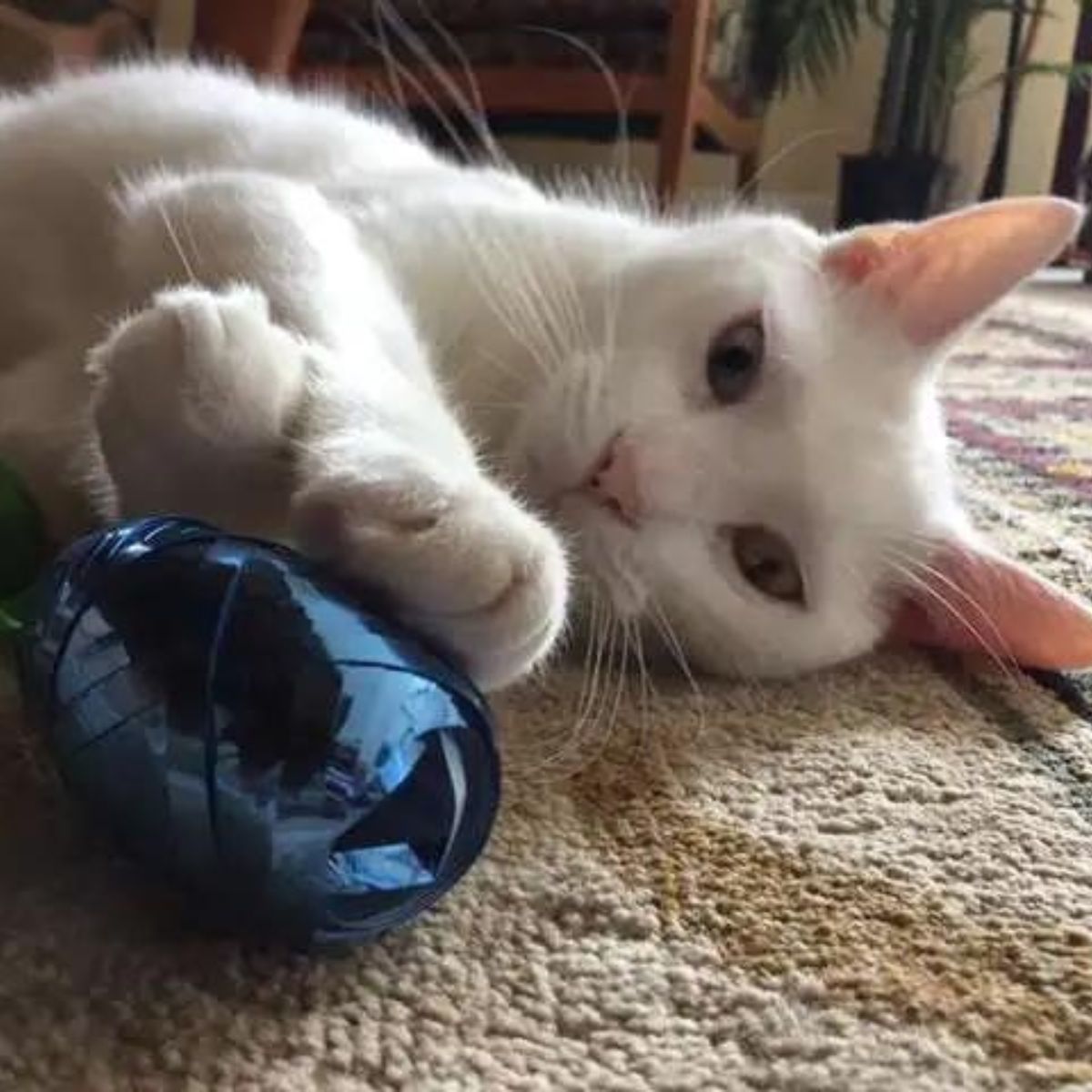 cat lying with a toy