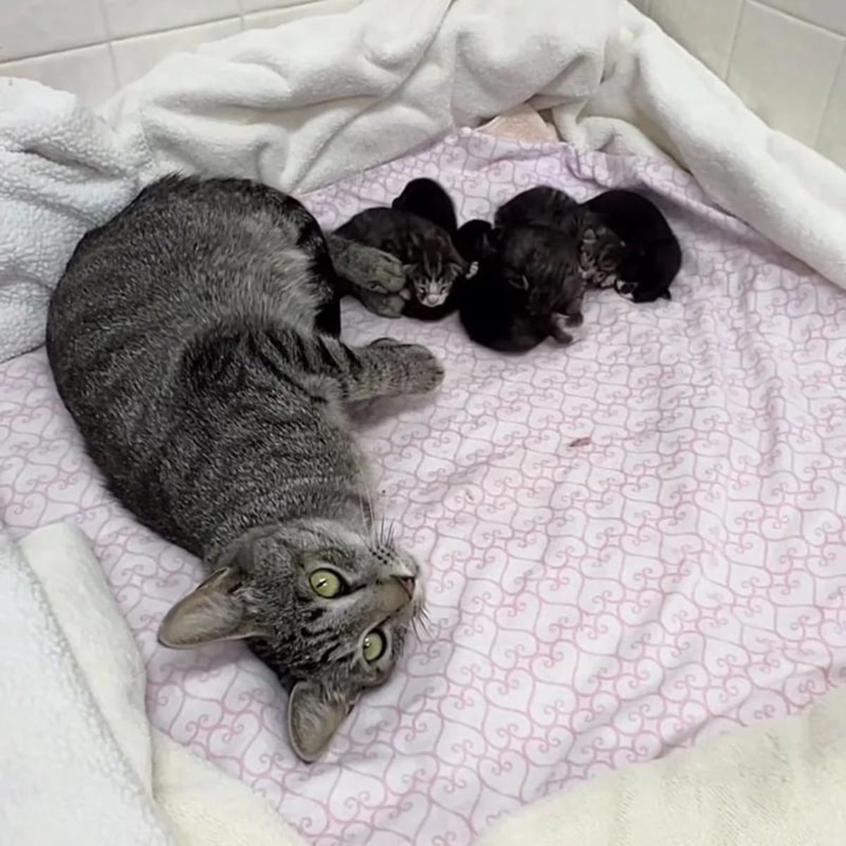 cat lying with the kittens