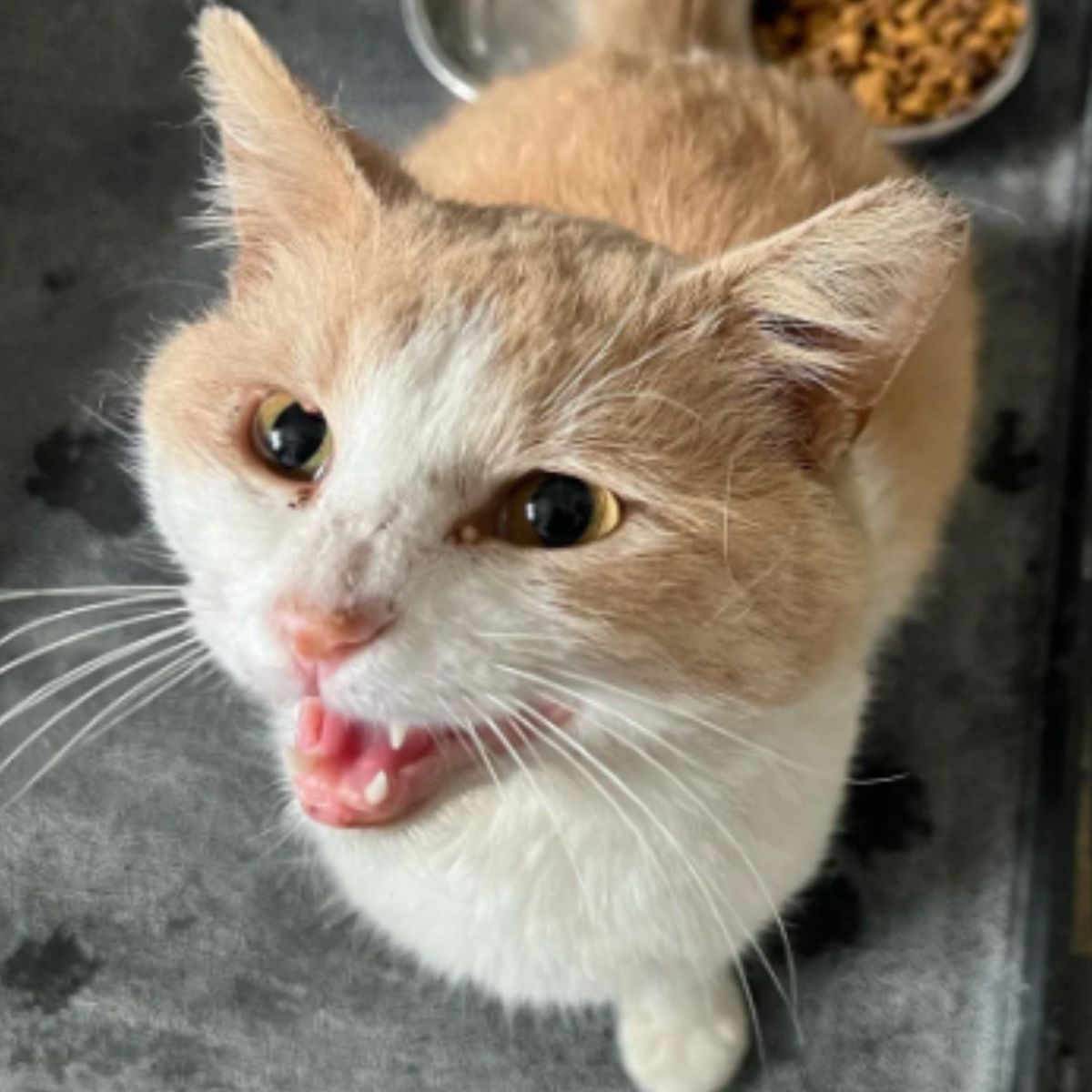 cat meowing