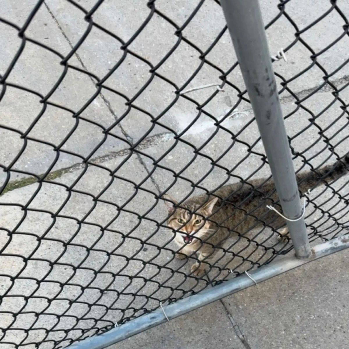 cat meowing behind fence