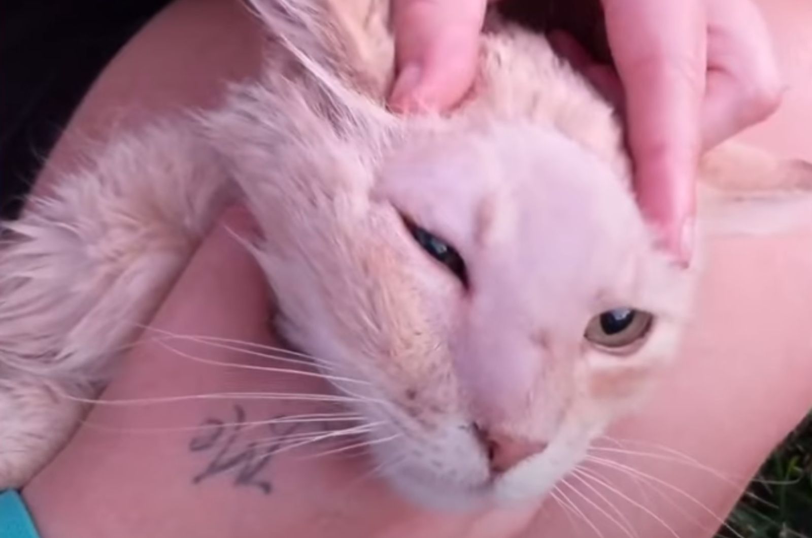 cat neglected and injured