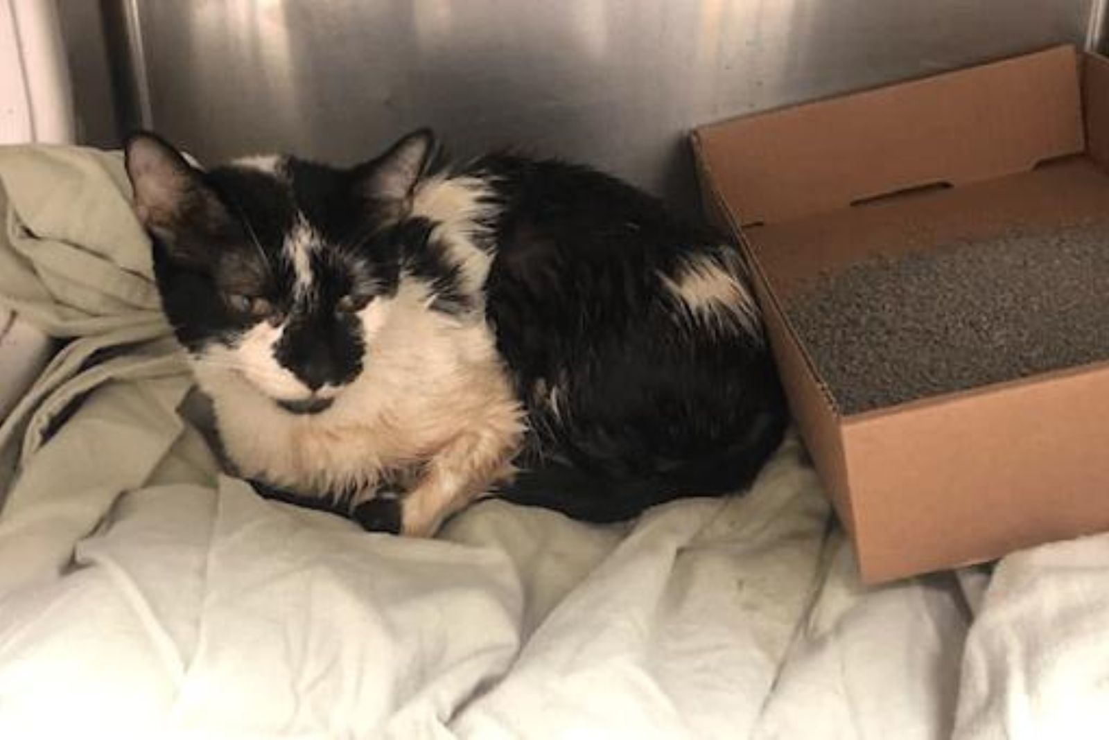 cat next to litter box