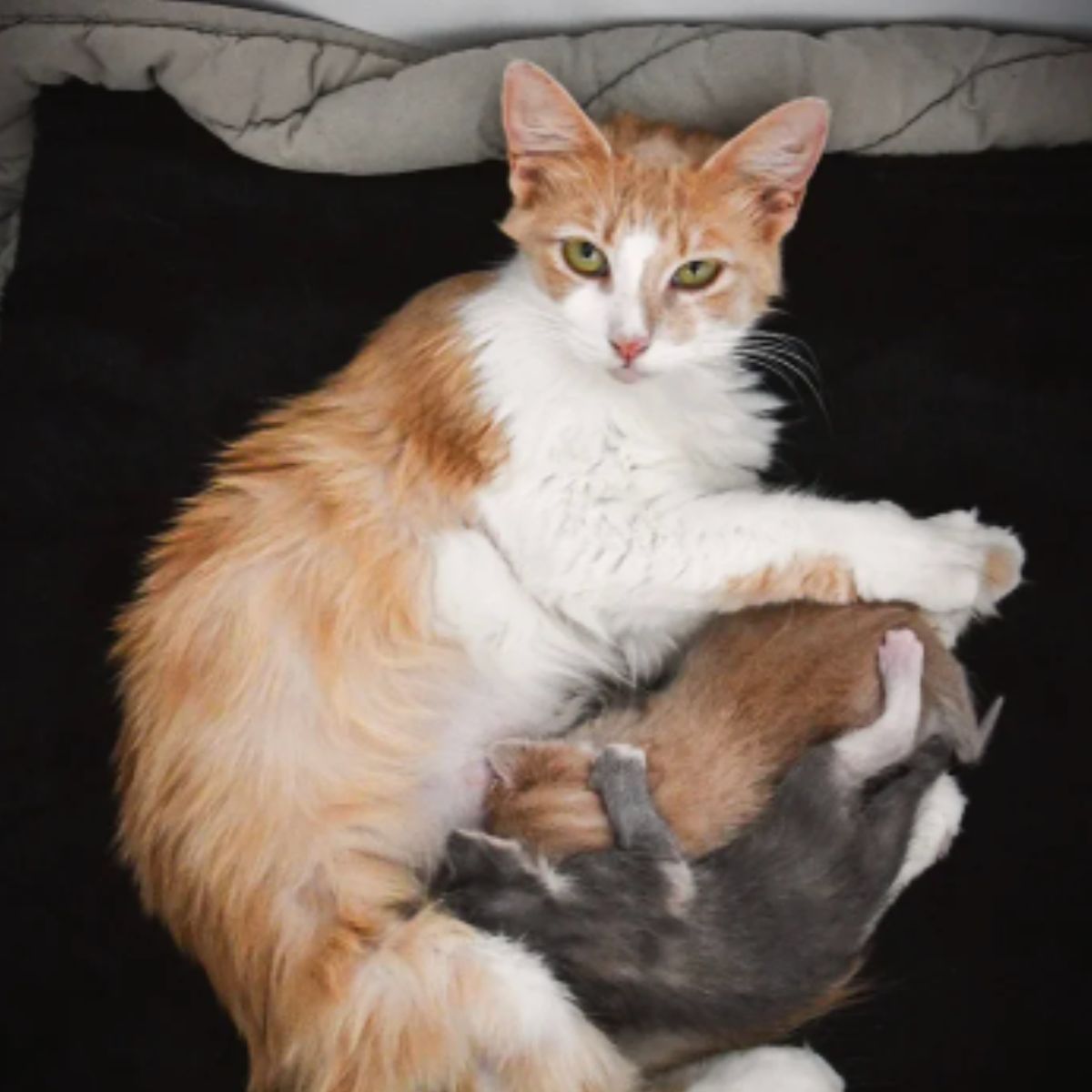 cat nursing kittens