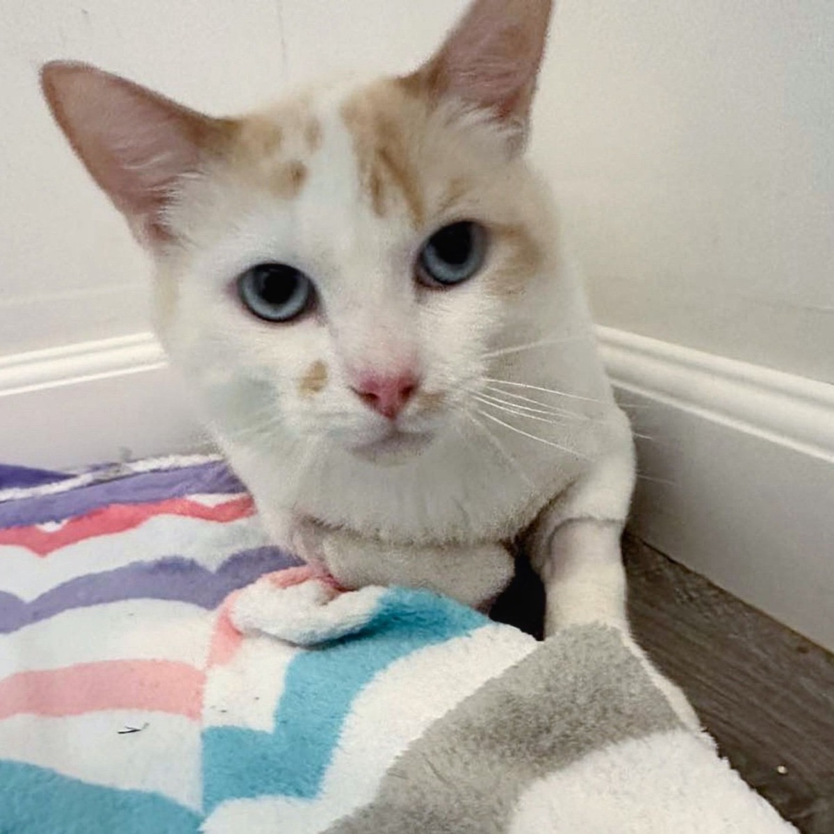 cat on a blanket