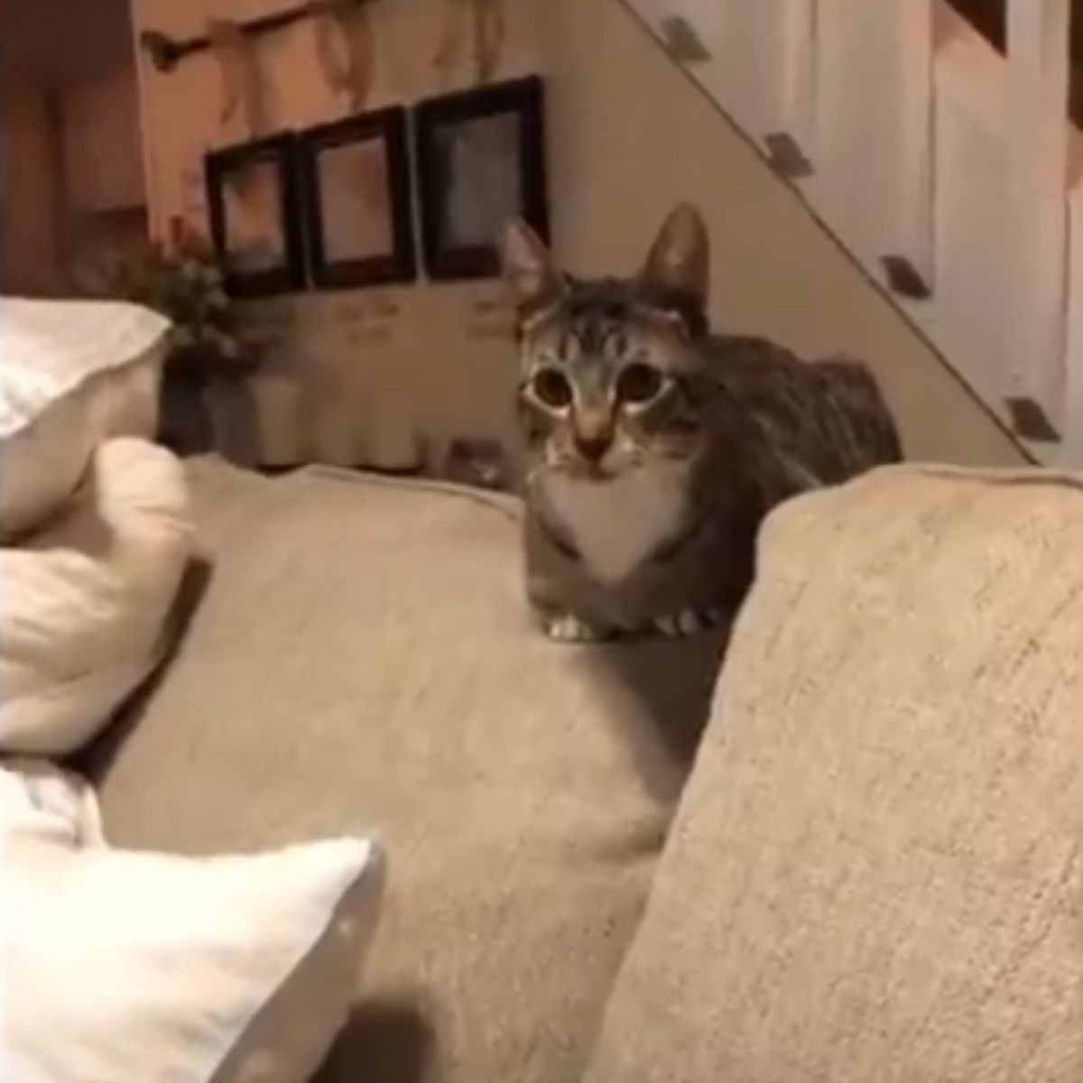 cat on a couch