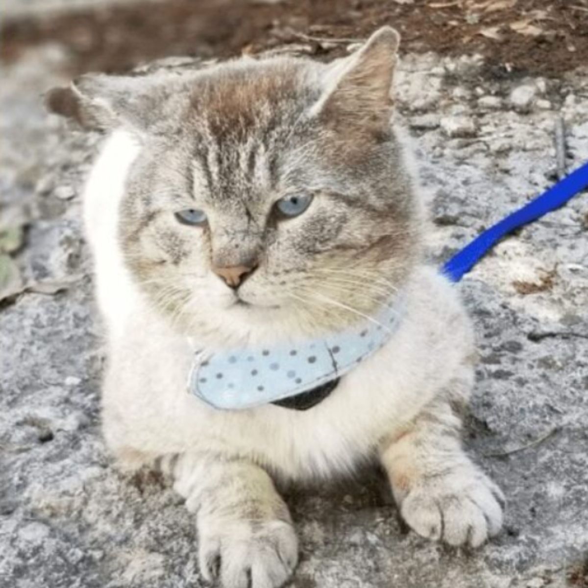 cat on a leash