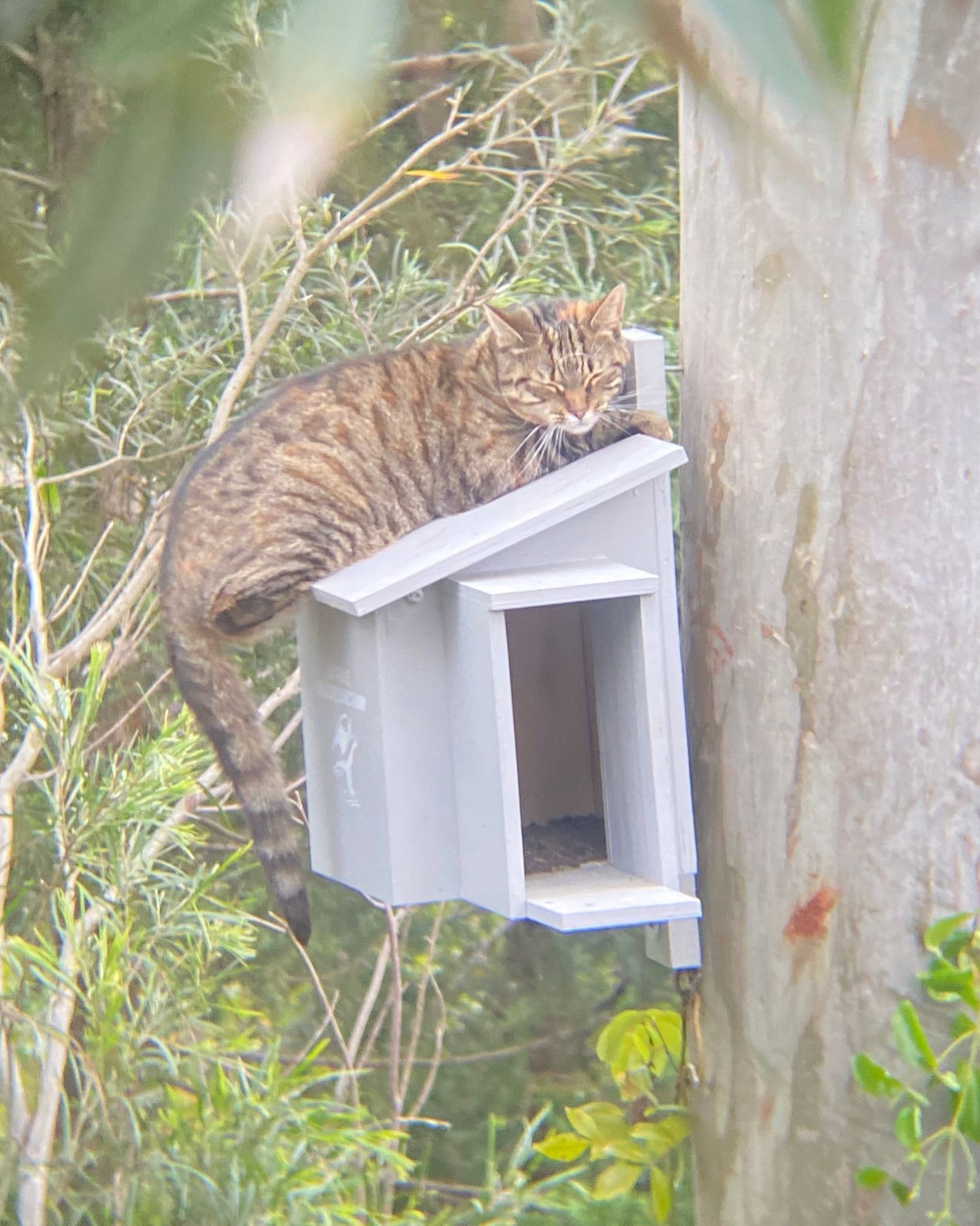 cat on a owl nesting box